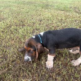Basset Hound Puppies from Donald Swafford
