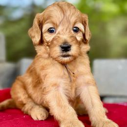 Brown - Red  female Goldendoodle puppy in Hesperia, Michigan from Red Acres Poodles & Doodles