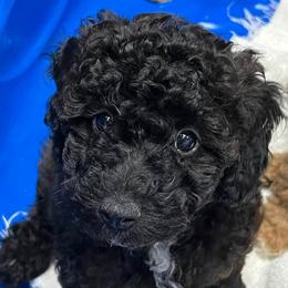 Labradoodles from Labradoodlebabies
