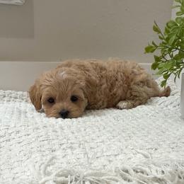 Maltipoo puppies from GlamPaw Maltipoos