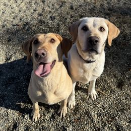 Labrador Retriever puppies from Red Barn Family Labs