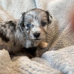 Trixy - Blue merle female Aussiedoodle puppy in Michigan from Kingsden Aussies and doodles
