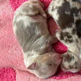 Girl 2 - Red merle female Australian Shepherd puppy in Iola, Texas from MK Aussies