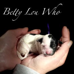 Betty Lou Who - Tri-color female Cavapoo puppy in Spokane, Washington from Treasured Cavaliers of the Pacific Northwest