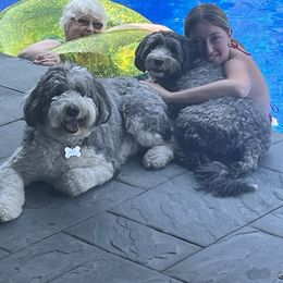 Sheepadoodle puppies from Mossy Doodles LLC