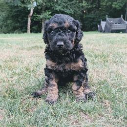 Ember - Black phantom female Aussiedoodle puppy in Yacolt, Washington from Aussiedoodles by Maggie