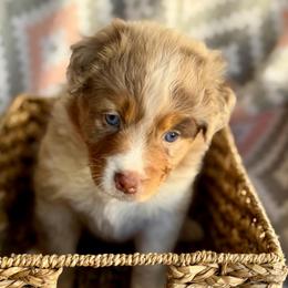 Lily - Red merle female Australian Shepherd puppy in Clover, South Carolina from Jo’s Aussies