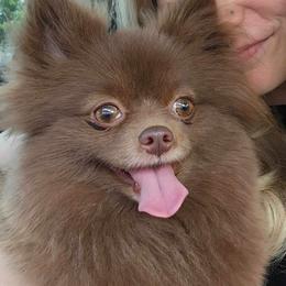 Mochi - Pomeranian