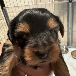 Yorkshire Terriers from Yorkshire Terrier Puppies