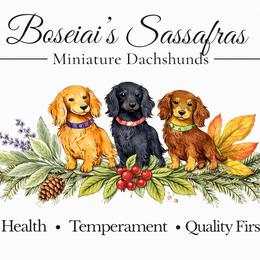 Dachshunds from Boseiai’s Sassafras Miniature Dachshunds