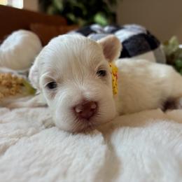 Juniper - White female Miniature Schnauzer puppy in Menifee, California from Moonshine’s Minis