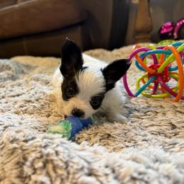 Logan - White and black male Papillon puppy in Howe, Oklahoma from Southern Sweet Papillons