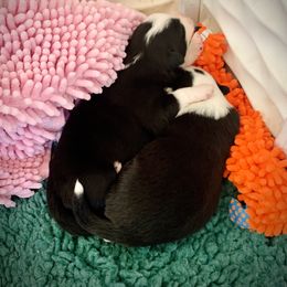 Border Collie Puppies from Beloved Border Collies