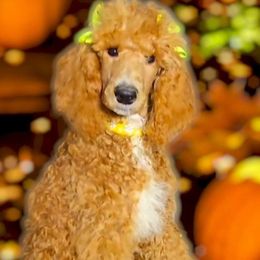 Princess Elizabeth 'Lizzy' Red Rosa - Poodle puppy from Rosa Red Standard Poodles