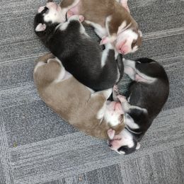 Siberian Husky Puppies from T and T Kennels