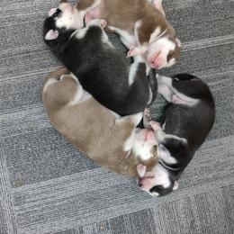 Siberian Husky Puppies from T and T Kennels