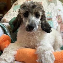 Pink Collar - Parti female Poodle puppy in Huntsville, Alabama from Heart Song Standard Poodles