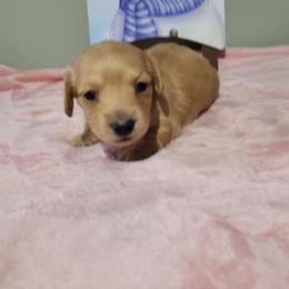 Sunny - Red female Dachshund puppy in Round Lake Beach, Illinois from Doxie Dynasty