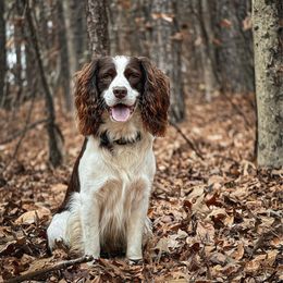 Smokey - English Springer Spaniel