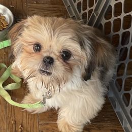 Bentley - Shih Tzu