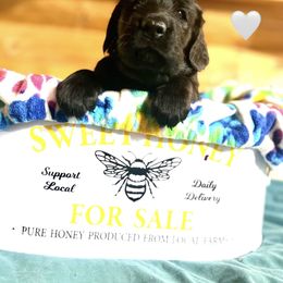 Wonton - Black female Flat-Coated Retriever puppy in Park Rapids, Minnesota from Catori