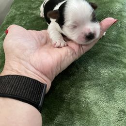 Maltese and Yorkshire Terrier Puppies from Precious Paws Maltese and Yorkies