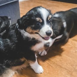 Miniature Australian Shepherd Puppies from The Kelley Crew