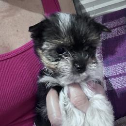 Parti boy - Parti male Yorkshire Terrier puppy in Tulsa, Oklahoma from Yorker Puppy Palace