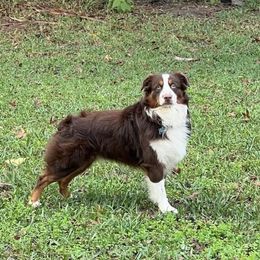 Maverick - Miniature Australian Shepherd