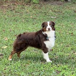 Maverick - Miniature Australian Shepherd