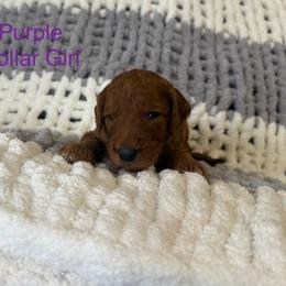 Purple Collar Girl - Red  female Goldendoodle puppy in Pasadena, Texas from Knightsbane Standard Poodles
