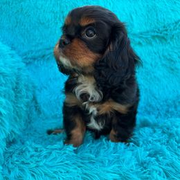 Knight - Black and tan male Cavalier King Charles Spaniel puppy in Sacramento, California from Point of Grace Cavaliers