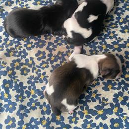 Black an white - Black and white male Shih Tzu puppy in Detroit, Michigan from Yanna  Shih Tzus