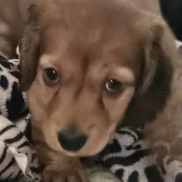 Dachshund Puppies from Grand mesa mini dachshund