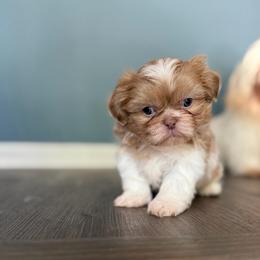Boy 2 - Liver and white male Shih Tzu puppy in Union City, Georgia from Chinx Puppy Songs