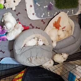Purple tail - White and tan female Maltese puppy in Albuquerque, New Mexico from SugarBellsMaltese
