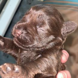 Ernest - Liver male Miniature Schnauzer puppy in Interlachen, Florida from Pam's Schnauzers