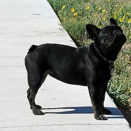 French Bulldog All Grown Up from Oil Patch Frenchies