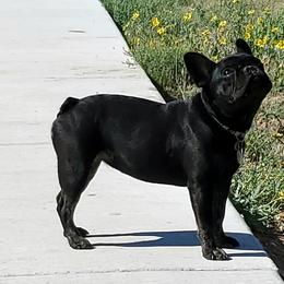 French Bulldog All Grown Up from Oil Patch Frenchies