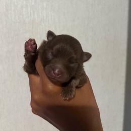 Corduroy - Chocolate male Pomeranian puppy in Eastover, North Carolina from Tea-Cake Pomeranians of The Carolinas