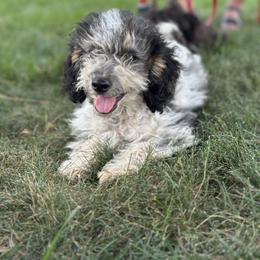 Aussiedoodle, Miniature Australian Shepherd, Poodle, and Toy Australian Shepherd Puppies from Mowry Creek Mini Aussiedoodles and More