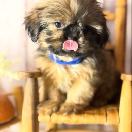 Prince Oliver (Prince A) - Red male Shih Tzu puppy in Xenia, Ohio from Crown & Tress Shih Tzu