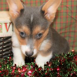 Pembroke Welsh Corgi Puppies from Wild West Corgis of Texas