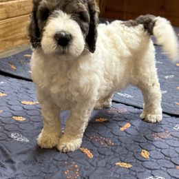 Faith - Orange and white female Saint Berdoodle puppy in San Antonio, Texas from Mammoth Doodles