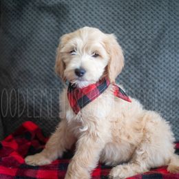 Goldendoodle Puppies from Doodle Me This Goldendoodles