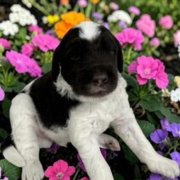 Moe - Parti male Goldendoodle puppy in Prosperity, Pennsylvania from Stelladoodles & Company