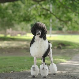 Augustus - Poodle