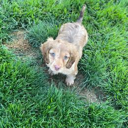 Gemma - Dapple female Dachshund puppy in Nashport, Ohio from Kw's Doxies