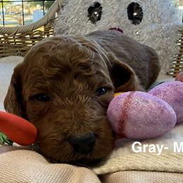 Gray - Chocolate male Goldendoodle puppy in Clermont, Florida from Da Ruba Doodles