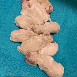 Goldendoodle Puppies from Creekside Doodles